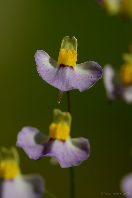 Utricularia bisquamata