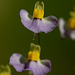 Utricularia bisquamata