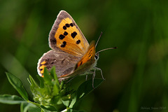 Small Copper Butterfly