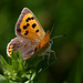 Small Copper Butterfly