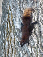 Two-toned Squirrel