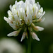 White Clover