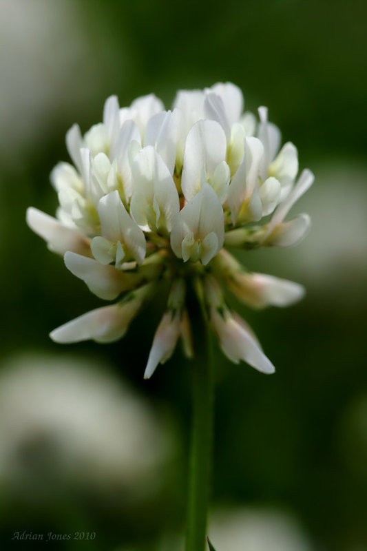 White Clover