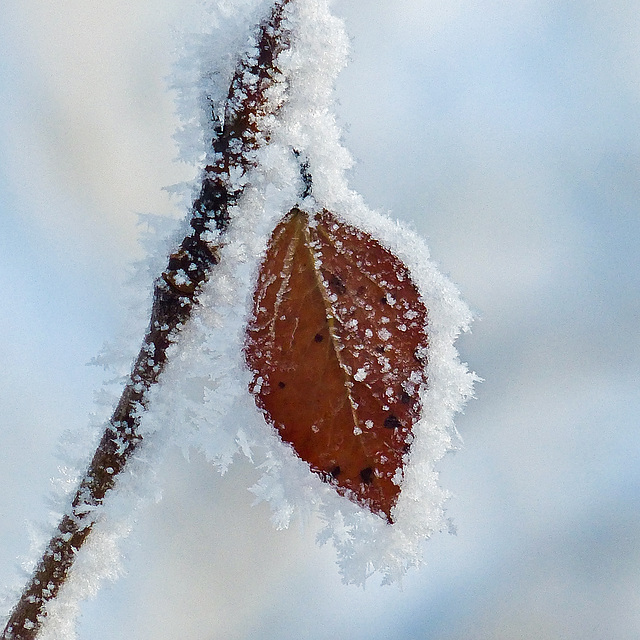 Edged in ice