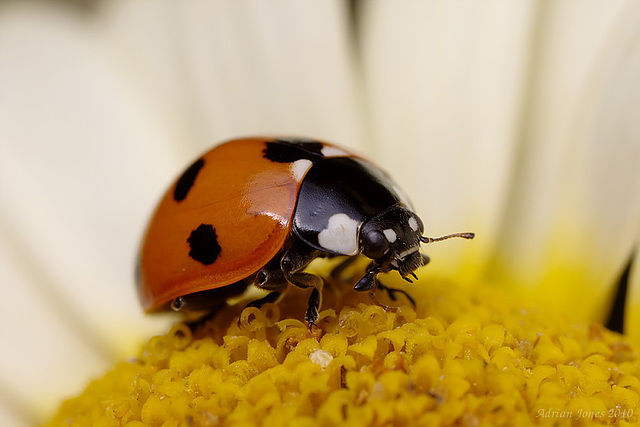 Ladybird