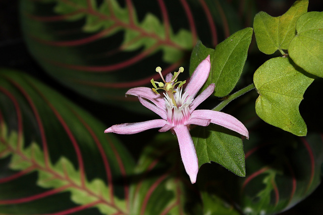 Passiflora sanguinolenta (2)