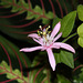 Passiflora sanguinolenta (2)