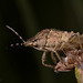 Shieldbug