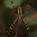 Wasp Spider  (Argiope bruennichi)