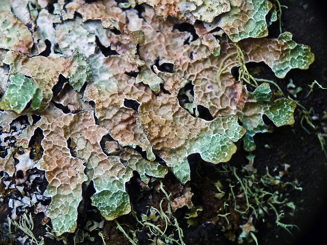 Hammered Shield Lichen / Parmelia sulcata