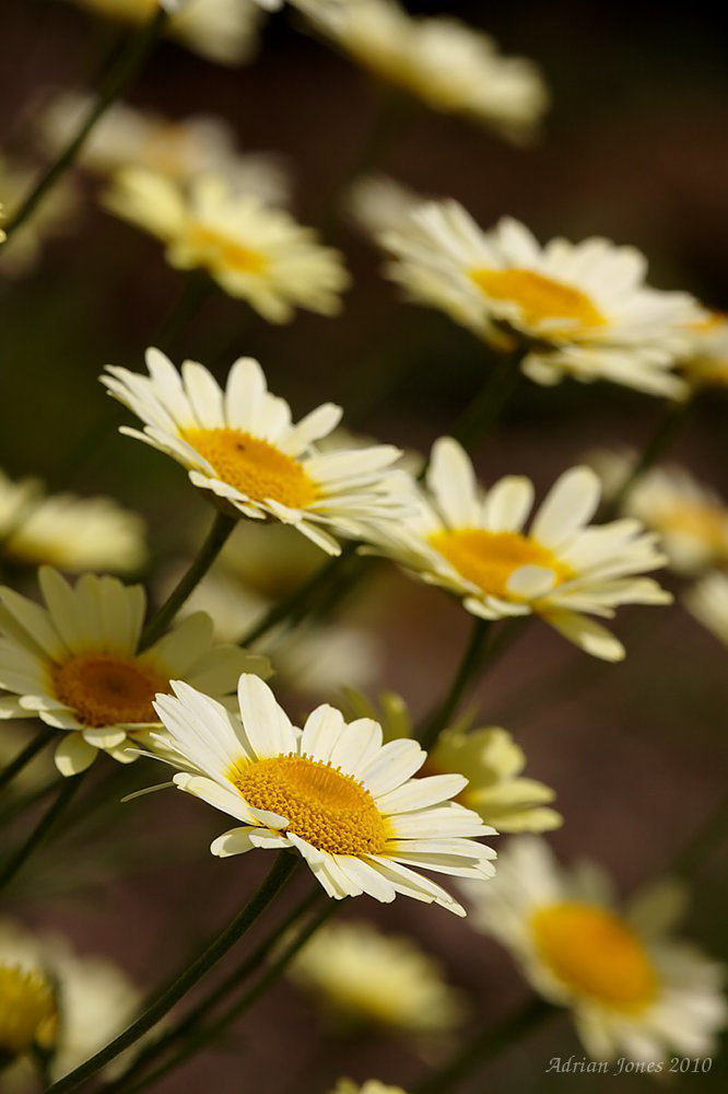 Anthemis