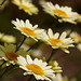 Anthemis