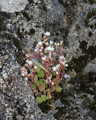 Sedum hirsutum - Sedum hirsute