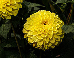 Gelbe Balldahlie Ruskin Diana