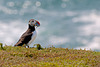 Puffin with sand eels.