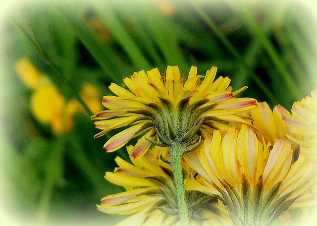 Crepis vesicaria subsp.taraxacifolia- Barkhausie à feuilles de Pissenlit-003