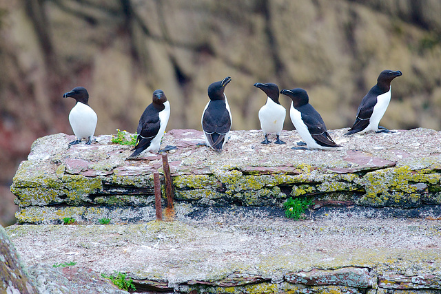 Razorbills.