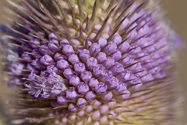 Bokeh Thursday: T is For Teasel Blossoms