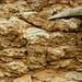 1-05-stromatolite_Muav