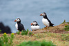 A trio of Puffins.