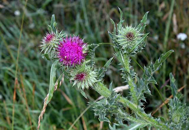 Carduus nutans