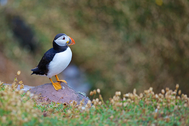 Puffin on a rock.