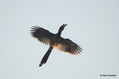 20071123-0111 Indian grey hornbill