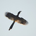 20071123-0111 Indian grey hornbill