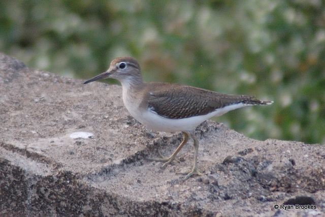 20071217-0388 Common sandpiper