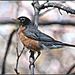 American Robin