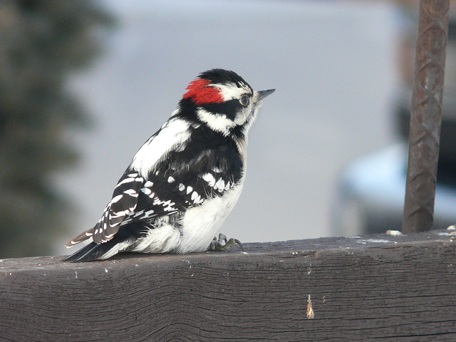 A bad feather day