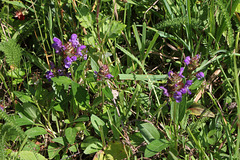 Prunella grandiflora- Brunelle à grande fleur (3)