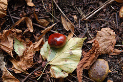 Conker