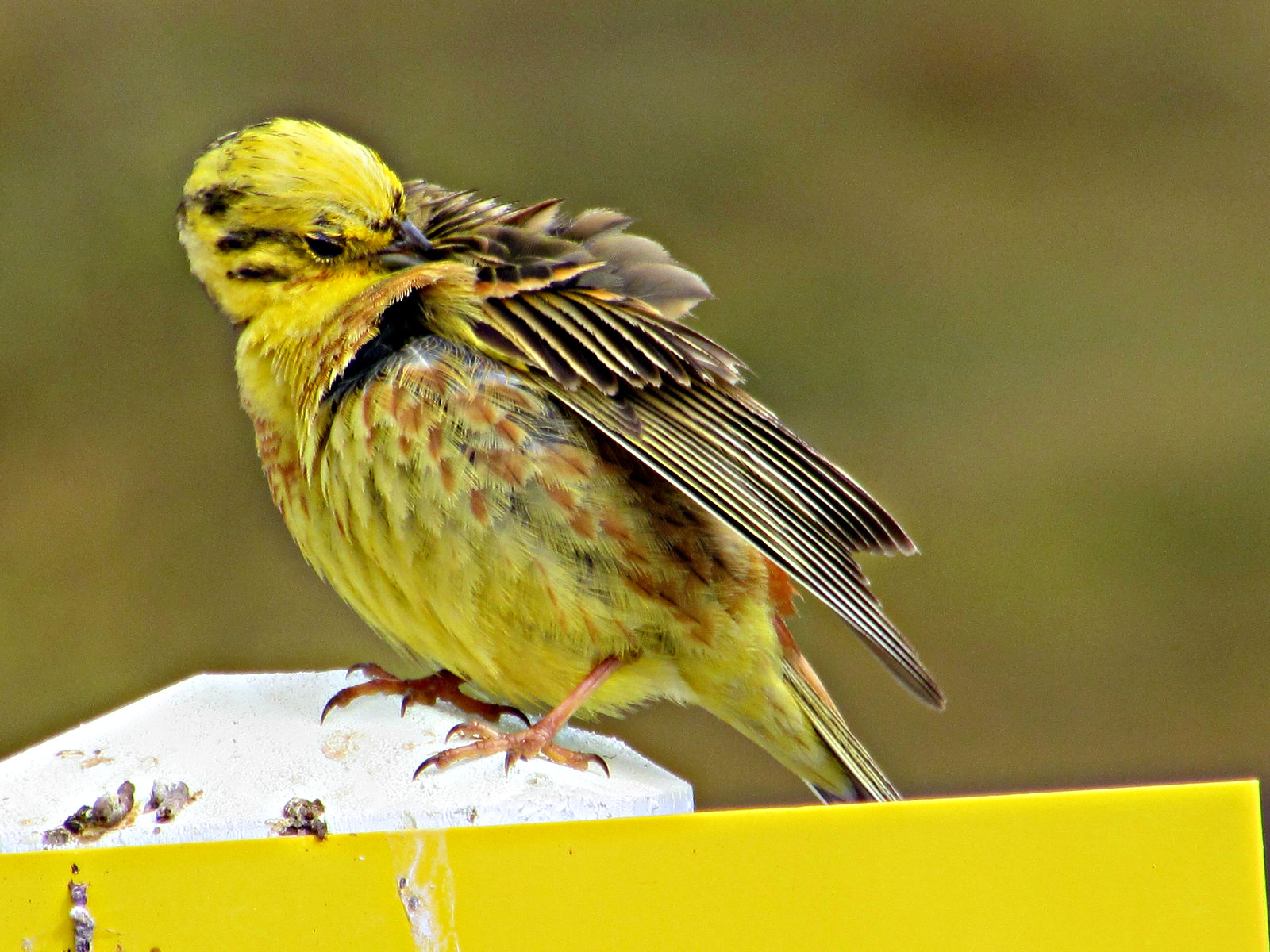 A Yellowhammer