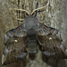 Poplar Hawk-moth