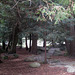 SF Golden Gate Park AIDS Grove 3448a