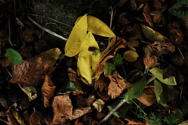 Yellow Leaves