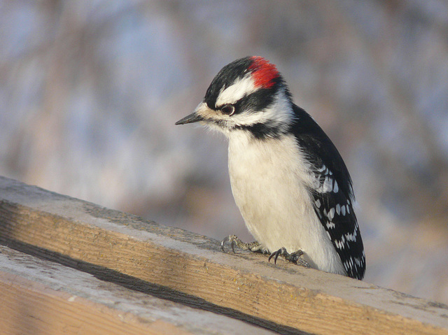 Downy Woodpecker