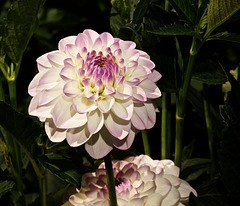 fliederfarbene Balldahlie Eveline