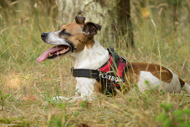 Jack Russell Rico DSC01064