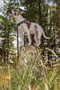 Jack Russell Rico DSC01027