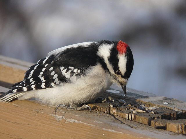 Downy Woodpecker