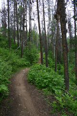 Mountain bike trail, Steamboat Springs ski area