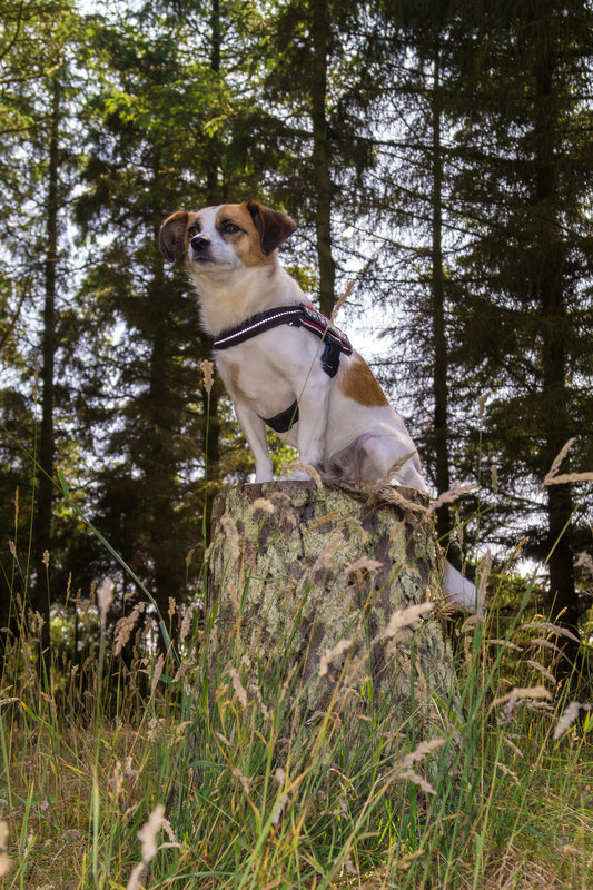 Jack Russell Clifford DSC01018