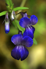 Giant Blue-eyed Mary