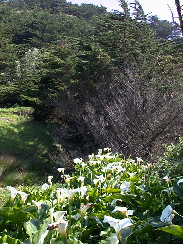 SF Lands End beach