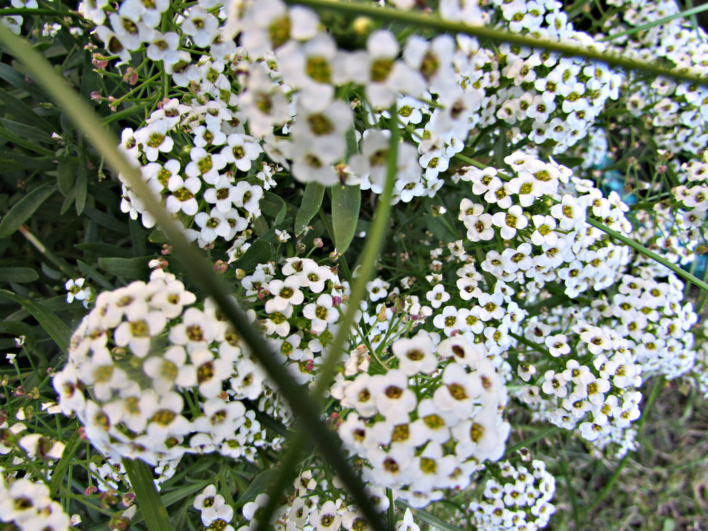 Alyssum