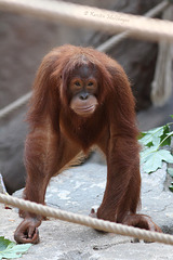 Junger Orang-Utan (Hagenbeck)