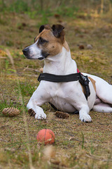 Jack Russell Rico DSC01075