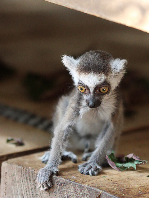 Kattababy (Hagenbeck)